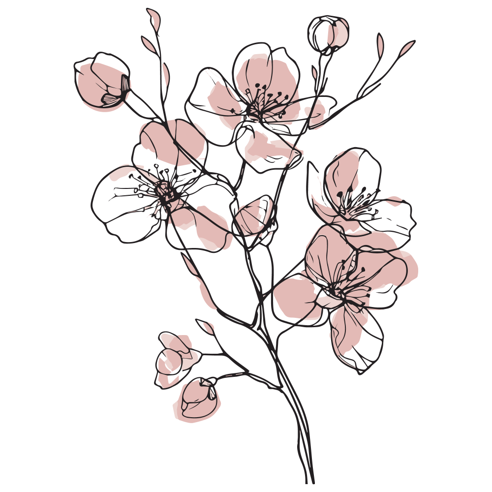 dessin d'une branche de cerisier en fleur