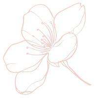 dessin d'une fleur de cerisiers